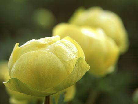 Fiore Botton D'oro