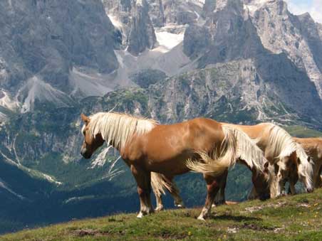 Cavalli in Montagna