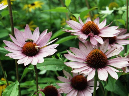 Fiori giardino