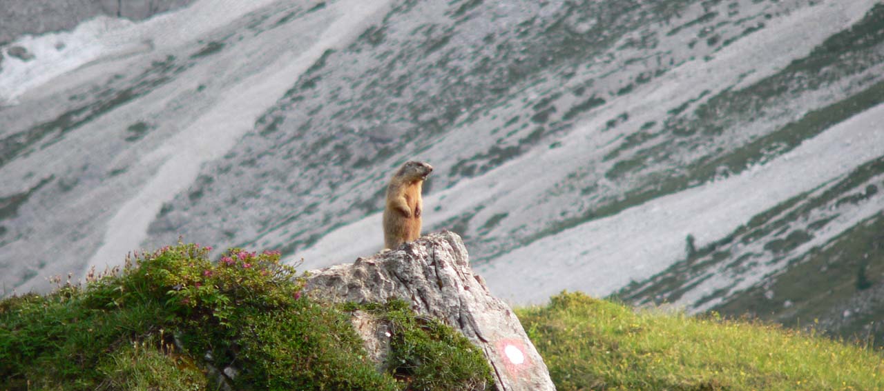 marmotta home