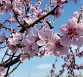 VOGLIA DI PRIMAVERA